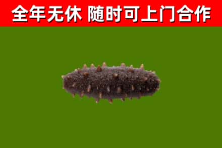 萍乡市烟酒回收干海参.jpg